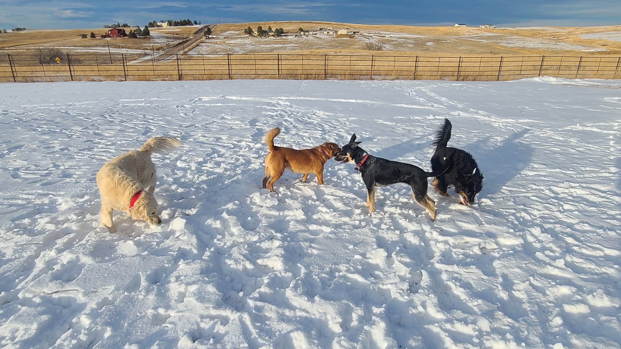 winter dogs Daryana's Backyard
