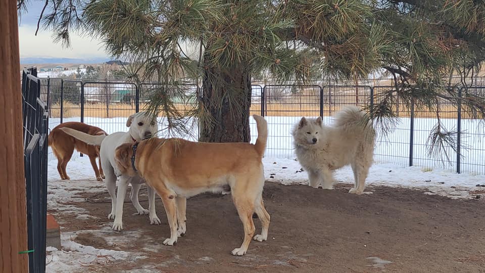 winter dogs Daryanas Backyard