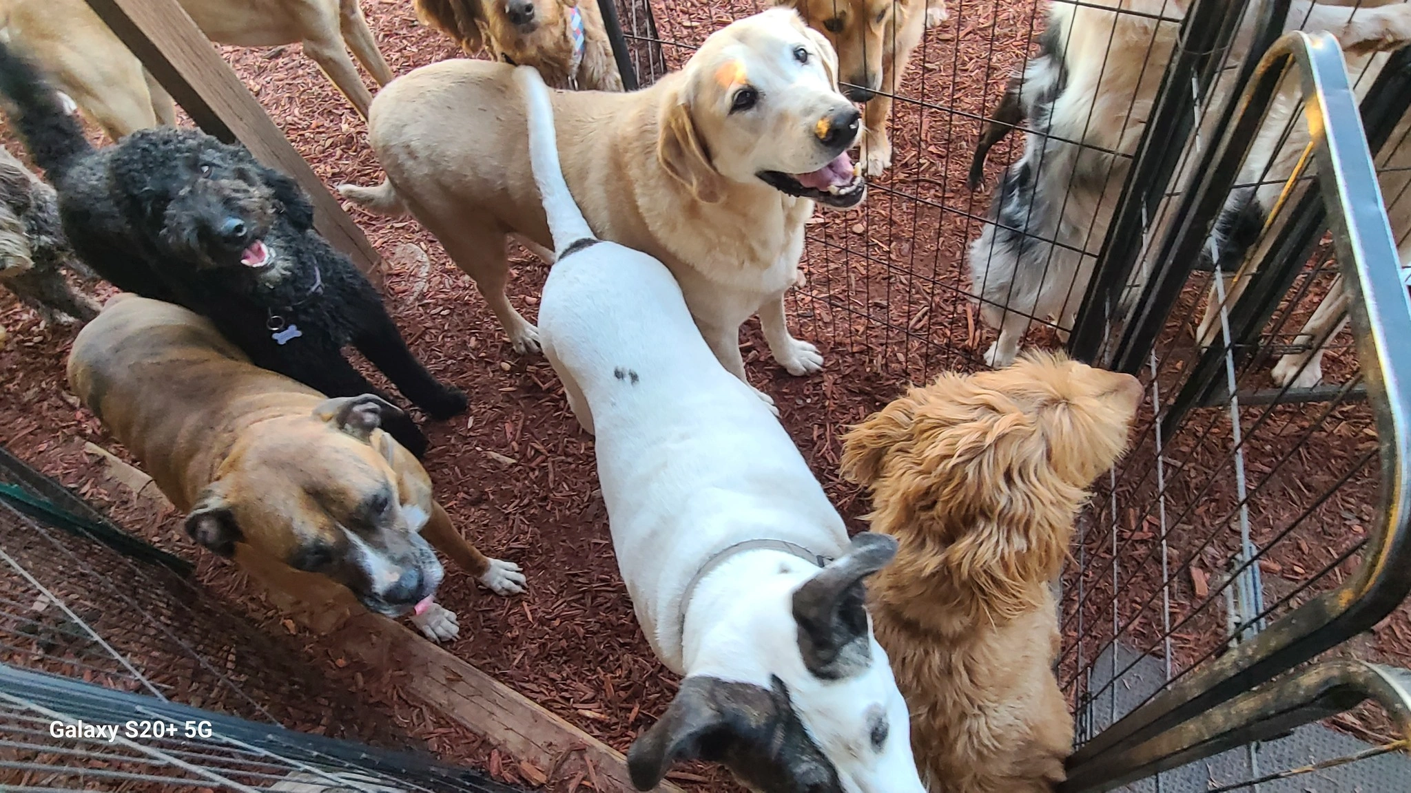 Dog boarding drop-off and pick-up etiquette blog