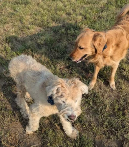 happy dogs playing in Daryana's Backyard