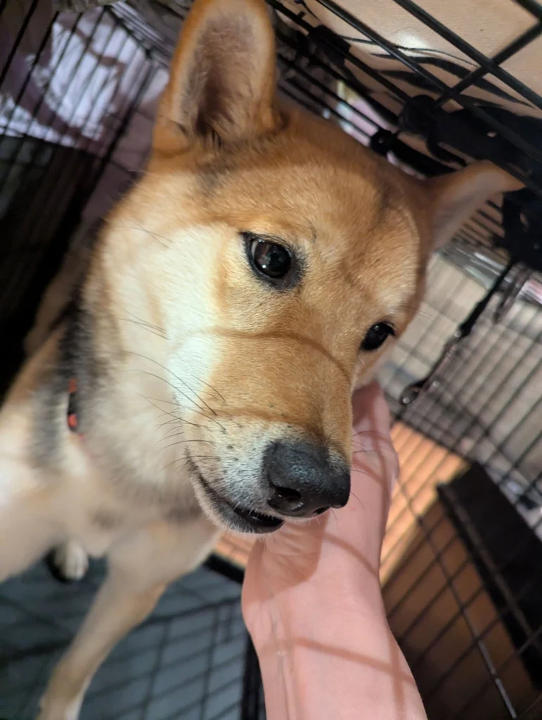 Darzanas Backzard Flynn