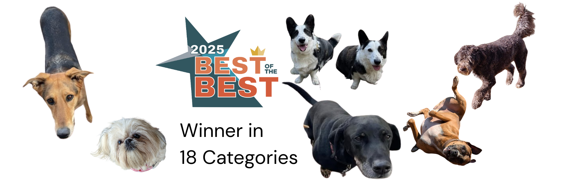 2025 Best of the Best Winner Best Boarding Best Dog Park Best Dog Services