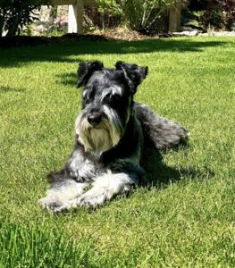 Benny, pet client at Daryana's Backyard