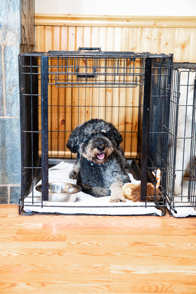 Daryana's Backyard indoor areas