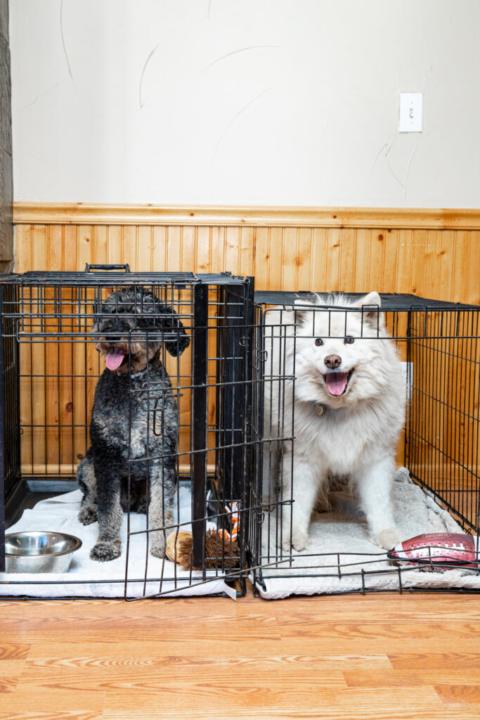 Indoor dog boarding area at Daryana's Backyard 1 Indoor dog boarding area at Daryana's Backyard
