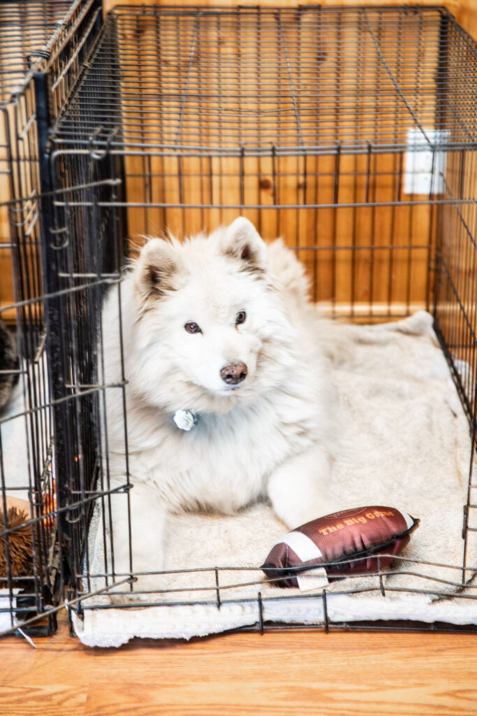 Indoor dog boarding area at Daryana's Backyard 2 Indoor dog boarding area at Daryana's Backyard
