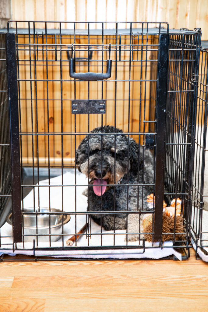 Indoor dog boarding area at Daryana's Backyard 3 Indoor dog boarding area at Daryana's Backyard